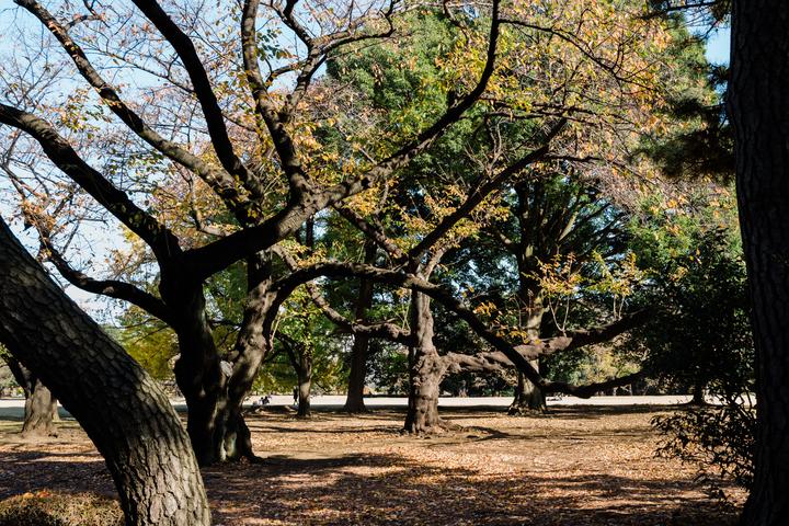 Autumn in Tokyo