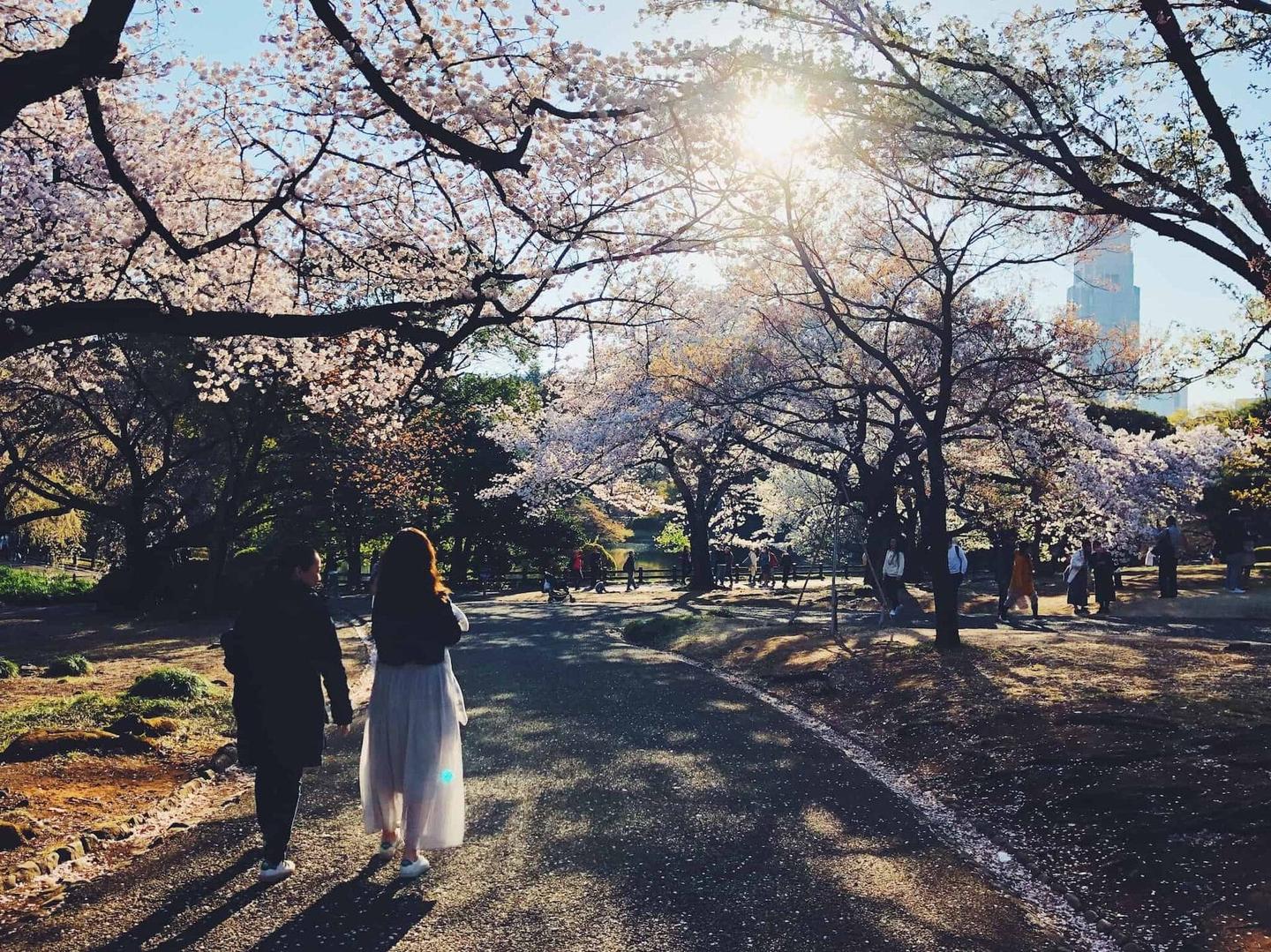 I've literally visited Japan dozens of times over the last few years, but never in April. Now that I live in Tokyo, I was finally able to experience the cherry blossom frenzy at Shinjuku Gyoen (新宿御苑) firsthand.