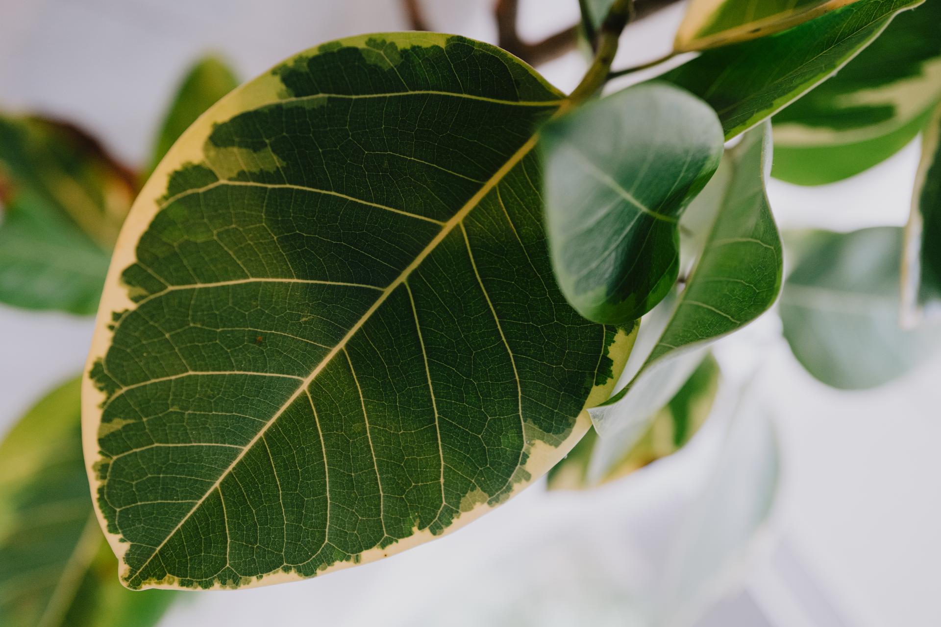 A plant leaf. Photographed with a Leica Q2.