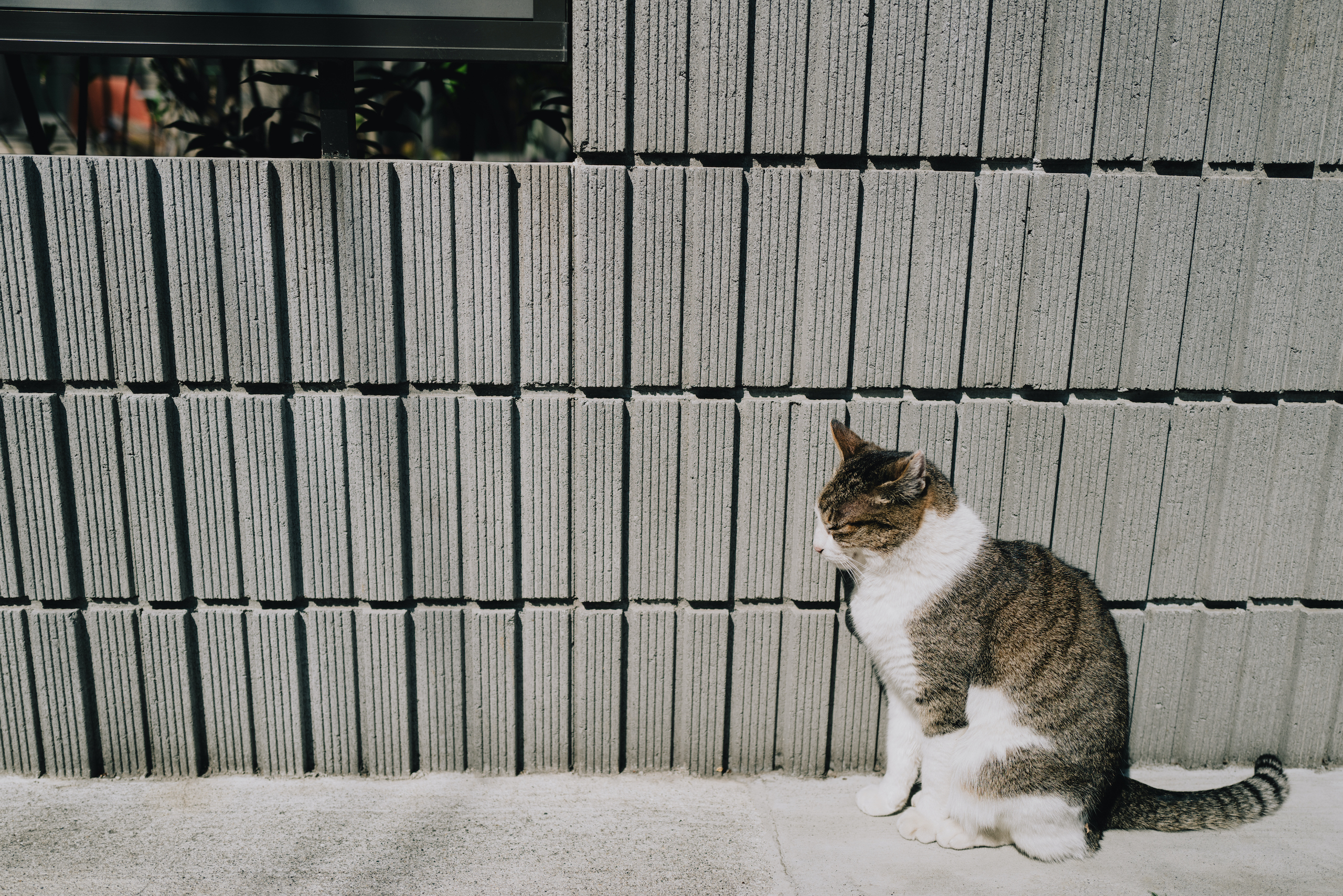 A cat sunbathing in Tokyo, Japan. Photographed with a Leica Q2.