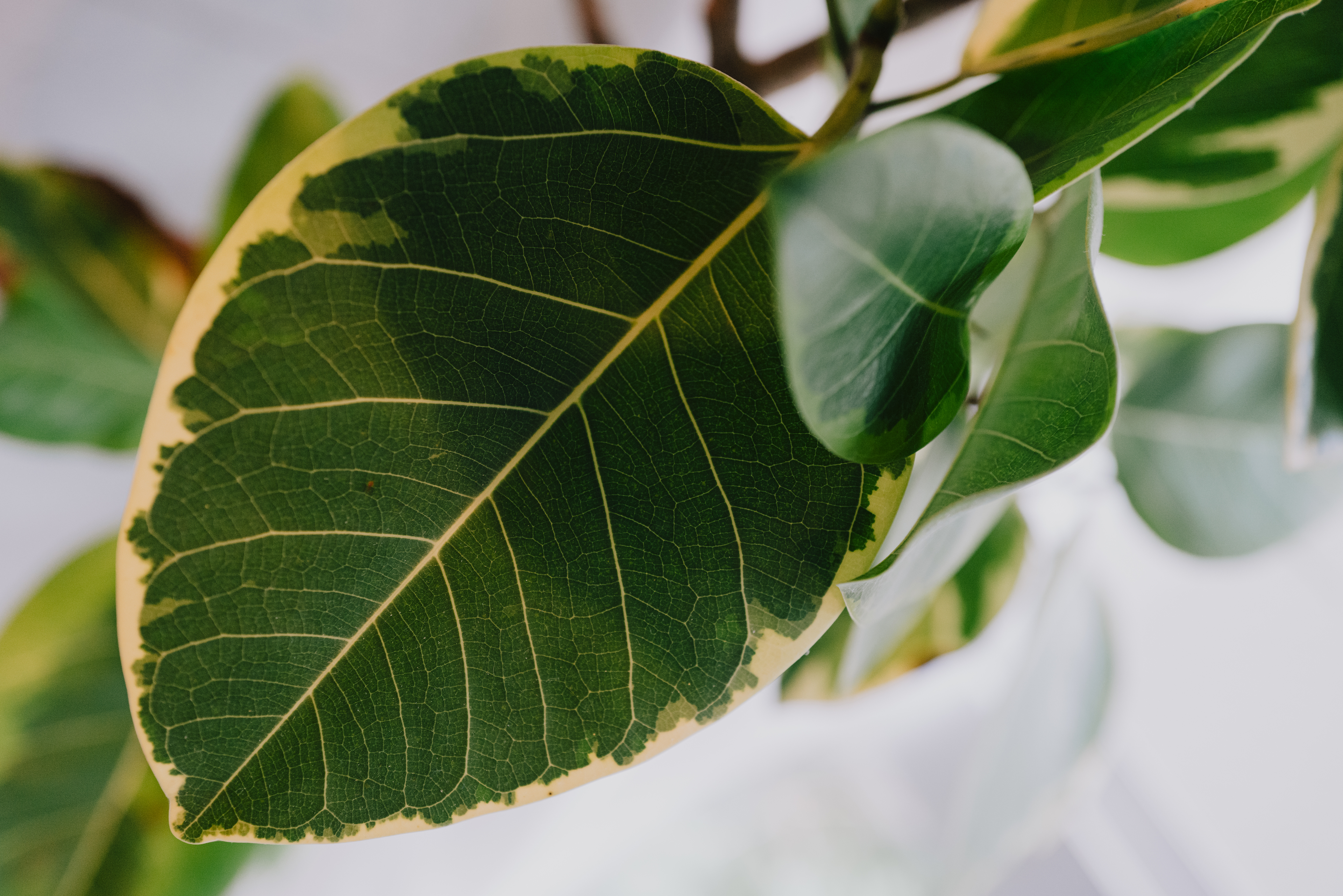 A plant leaf. Photographed with a Leica Q2.